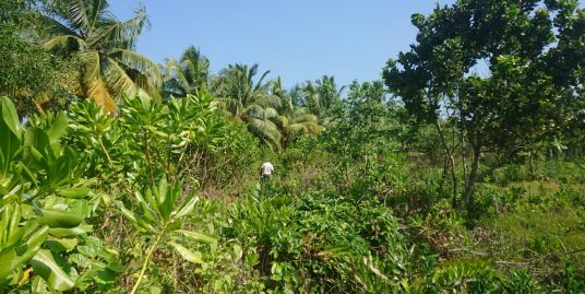 Cheap Plots in Popular Ahangama Close to the Beach