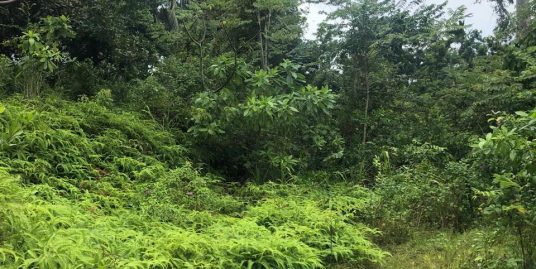 Charismatic Paddy View Land in Thought After Area